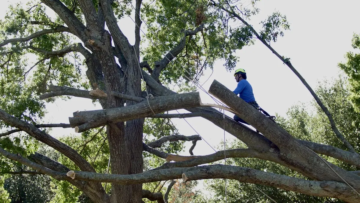 Professional Crown Thinning performed by certified arborists in Leonidas