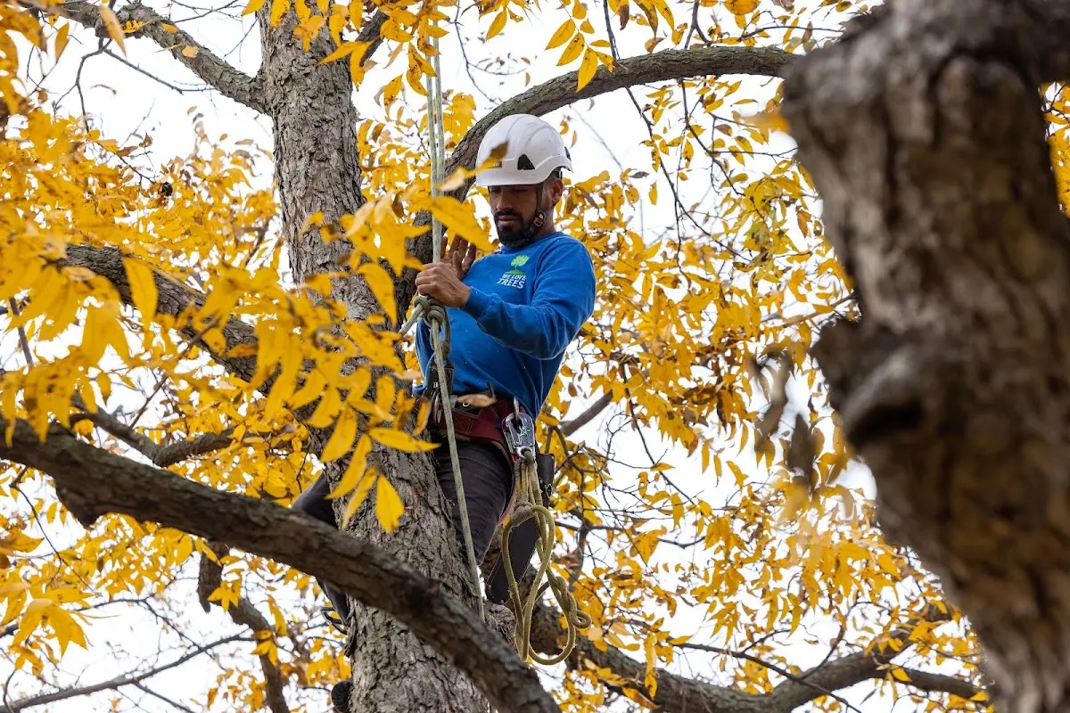Skilled Storm Damage Cleanup crew working in Leonidas