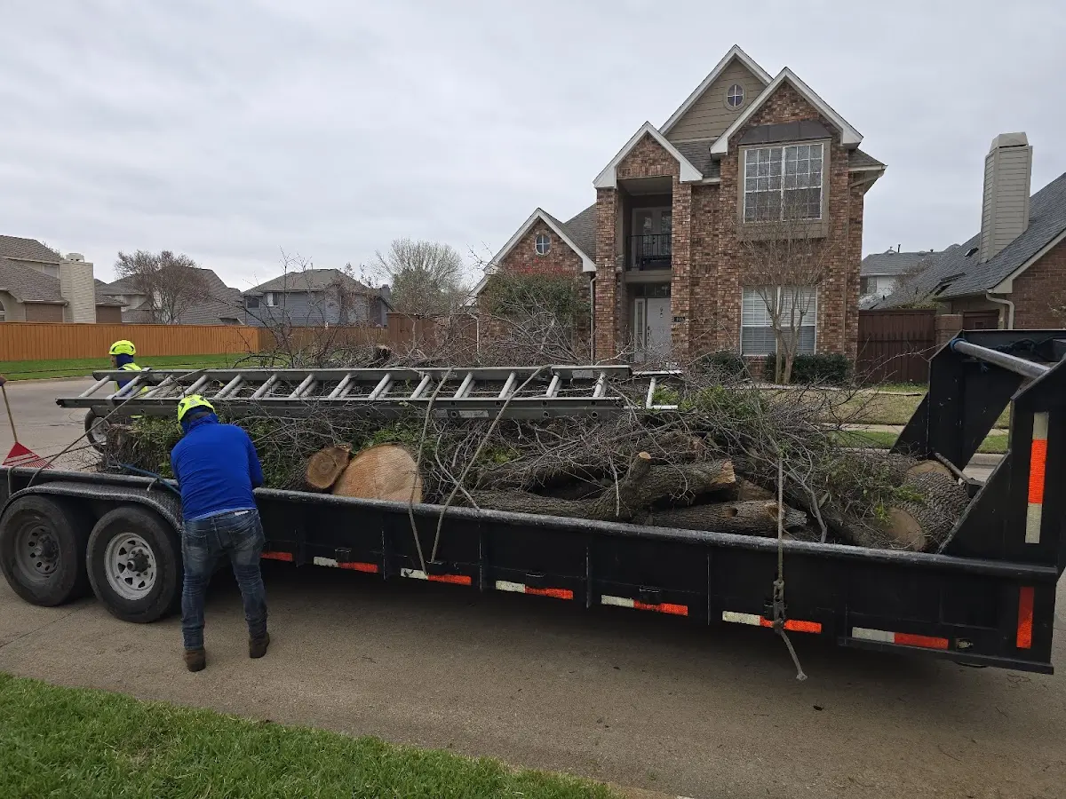 Expert Tree Removal with proper safety equipment in Leonidas